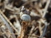 acchiocciolati_micspics_parco-della-murgia-materana_2013