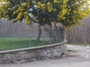 elena-maria-calderaro_pianta-di-mimosa_sorba_rivello_marzo2015