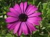 locantore-domenica-margherita-viola-montescaglioso-21-03-2015