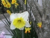 locantore-domenica-narciso-montescaglioso-21-03-2015