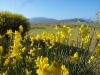 martina-forastiero_paesaggio-con-ginestre_2015_lauria
